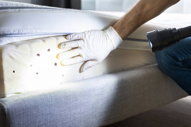 Best Termite Control Services  in Anchorage, KY